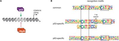 p63 and p53: Collaborative Partners or Dueling Rivals?